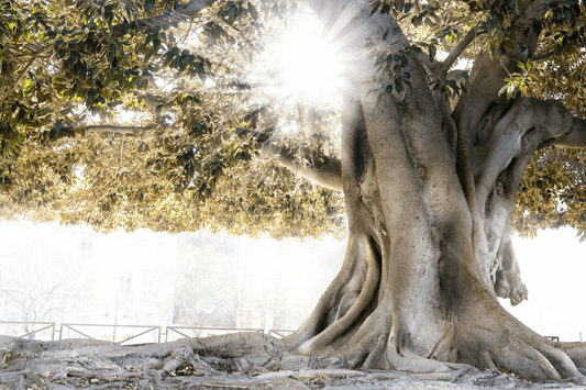 Seminar - “Die Gleichnisse Jesu aus jüdischer Sicht” - mit Sergey Kontorovich
